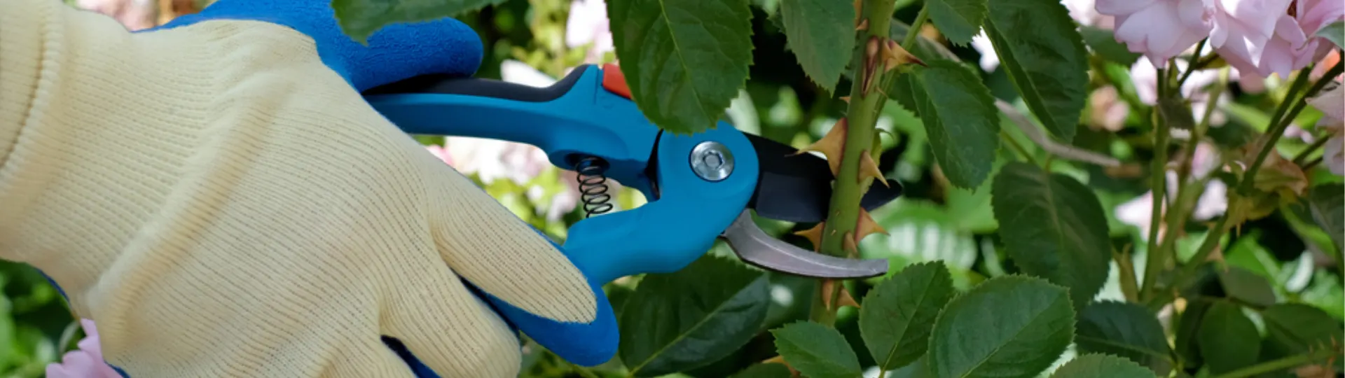 Công dụng và cách sử dụng kéo cắt cành cây hiệu quả - Tecostore Công dụng và cách sử dụng kéo cắt cành cây hiệu quả - Tecostore