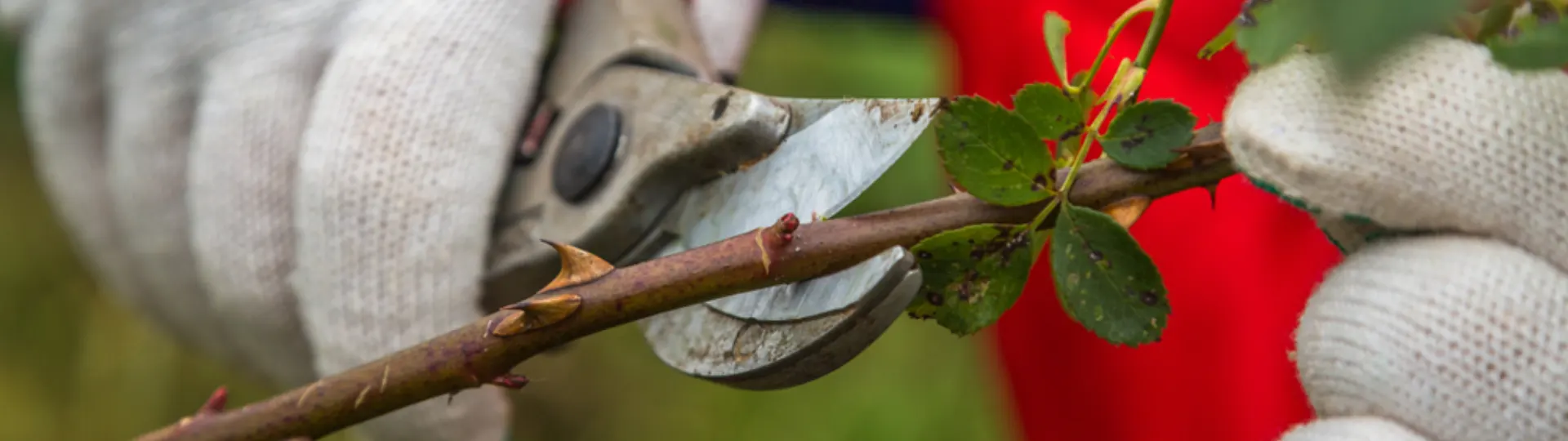Kéo cắt kiểng và những công dụng không phải ai cũng biết